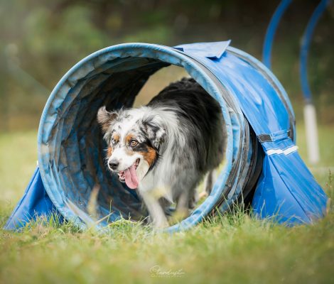 Agi Mini Fun Hooper 1