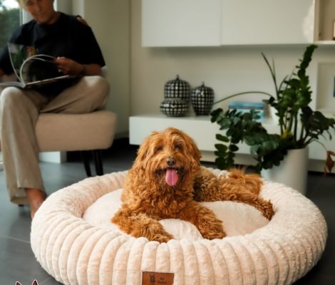 Exposant-PetPerfect