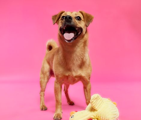 visu-odyssee-dog